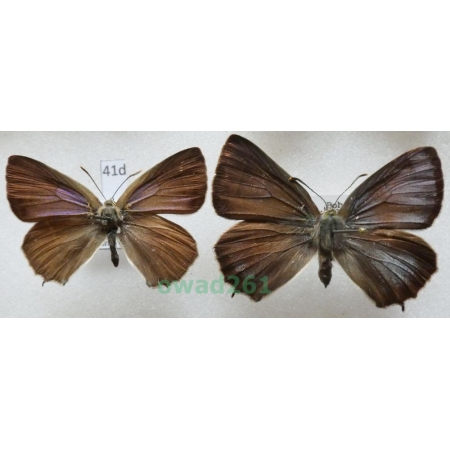 Favonius quercus (Linnaeus, 1758) pair Czech41d